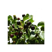 Mahalebcherry 