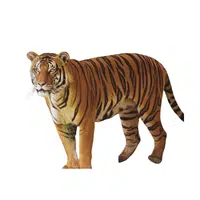 Malayan Tiger | Endangered Animals Names