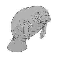 Manatee | Largest Animals Names