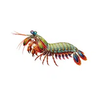 Mantis-shrimp | Crustaceans Names