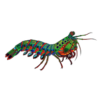 Mantis Shrimp