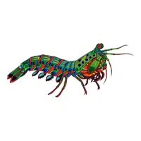 Mantis Shrimp 