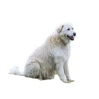 Maremma Sheepdog | Guard Animals Names 