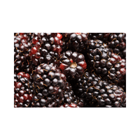 Marionberry | Small Fruits Names