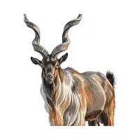Markhor