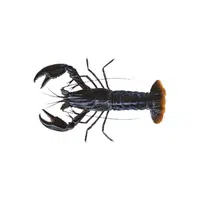 Marron | Crustaceans Names