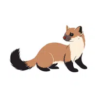 Marten | Woodland Animals Names