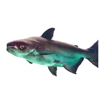 Mekong Giant Catfish
