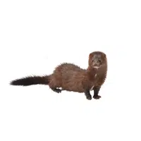 Mink | Woodland Animals Names