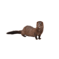 Mink | Carnivorous Animals Names