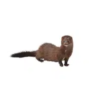 Mink | Carnivorous Animals Names