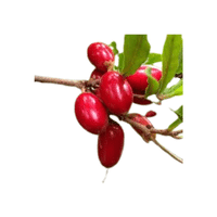 Miracleberry | Small Fruits Names