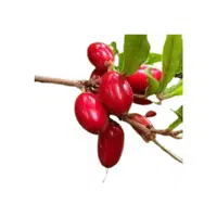 Miracleberry | Small Fruits Names
