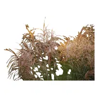 Miscanthus | Cereals Names 