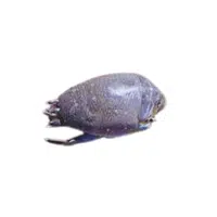 Mole-crab | Crustaceans Names 