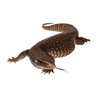 Monitor Lizard | Carnivorous Animals Names