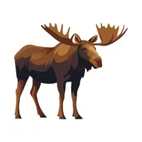 Moose | Vertebrates Animals Names