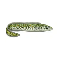 Moray Eel | Carnivorous Animals Names