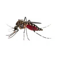 Mosquito | Woodland Animals Names