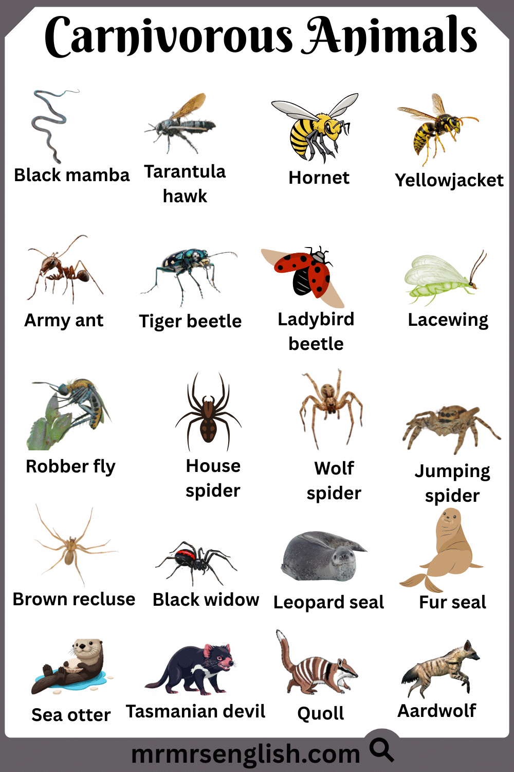 Most Common Carnivorous Animals Names with Pictures