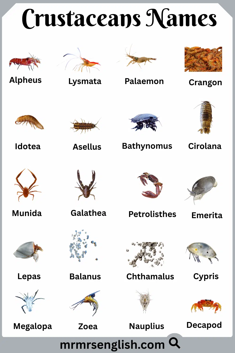 Most Common Crustaceans  Names and Pictures