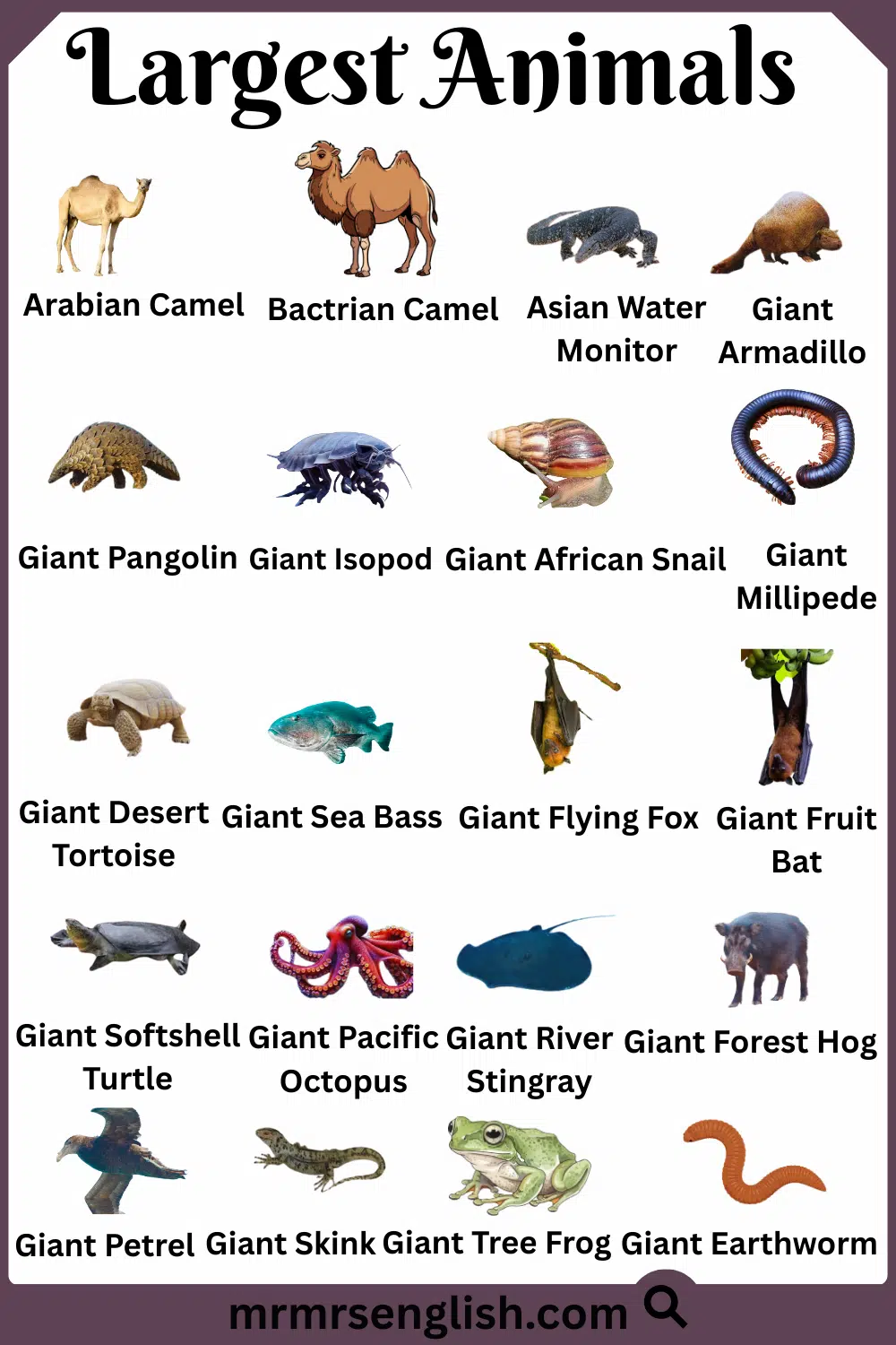 Most Common Largest Animals Names with Pictured