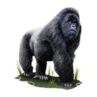 Mountain Gorilla | Endangered Animals Names