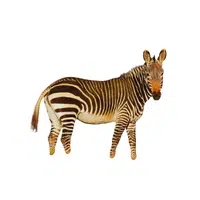 Mountain Zebra