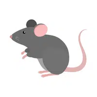 Mouse | Friendly Animals Names