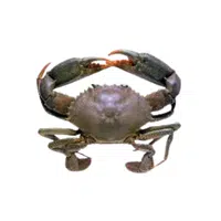Mud-crab | Crustaceans Names 