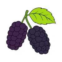 Mulberry | Small Fruits Names 