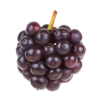 Muscadine | Small Fruits Names