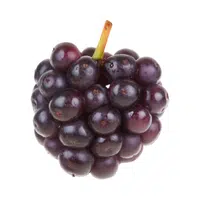 Muscadine | Small Fruits Names