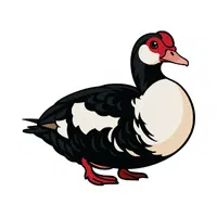 Muscovy Duck 