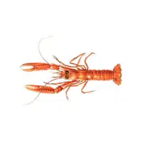 Nephrops 