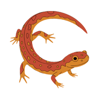 Newt | Carnivorous Animals Names