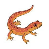 Newt | Vertebrates Animals Names 