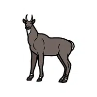 Nilgai