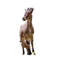 Nilgiri Tahr