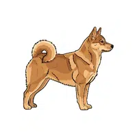 Norwegian Buhund 