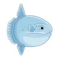 Ocean Sunfish
