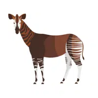 Okapi | Endangered Animals Names