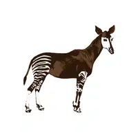 Okapi