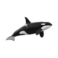 Orca | Largest Animals Names