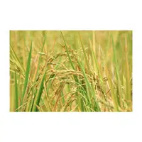 Oryza | Cereals Names 