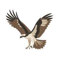 Osprey | Carnivorous Animals Names