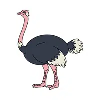 Ostrich 