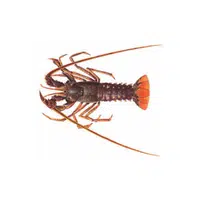 Palinurus | Crustaceans Names 