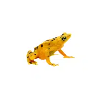Panamanian Golden Frog | Endangered Animals Names