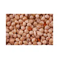 Panicum | Cereals Names 
